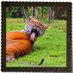 Tiger at Zoo